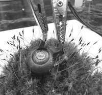 科學(xué)家在蝸牛身上植入兩個(gè)電極，從而制造出“蝸牛電池”。