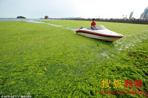從盔甲到手機(jī)屏幕，海藻將成為萬能型的超級原材料。圖為中國山東東部，被海藻覆蓋的青島海岸線。