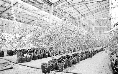 大棚里正在培育番茄苗。